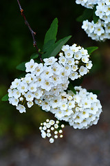 Image showing Reeves Spirea