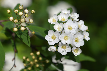 Image showing Reeves Spirea