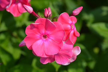 Image showing Garden phlox