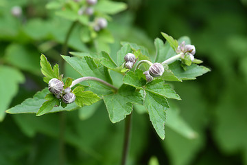 Image showing Japanese anemone