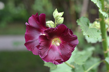 Image showing Common hollyhock