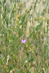 Image showing Common corn cockle