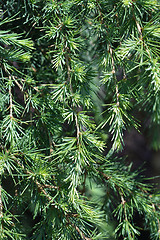 Image showing Deodar cedar