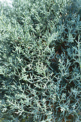 Image showing Blue Arizona cypress