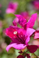 Image showing Bougainvillea flower