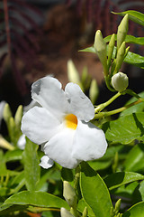 Image showing White mandevilla