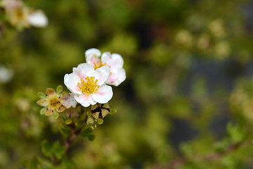 Image showing Shrubby cinquefoil