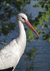 Image showing Profile of a white stork