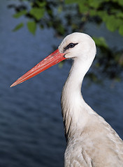 Image showing Profile of a white stork