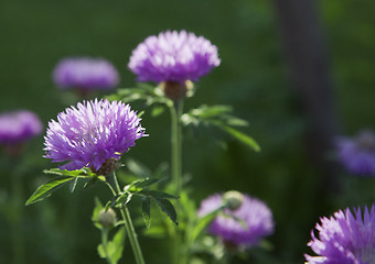 Image showing Purple flowers in a meadow