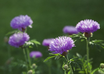 Image showing Purple flowers in a meadow