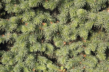 Image showing Conifer branches texture
