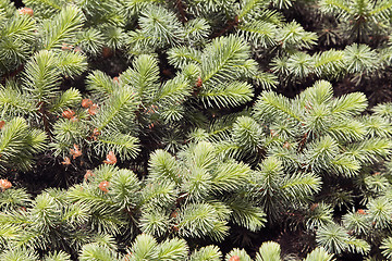 Image showing Conifer branches texture