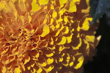 Image showing Marigold flower, macro