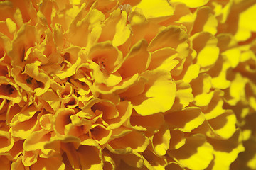 Image showing Marigold flower, macro