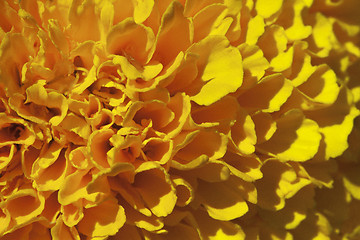 Image showing Marigold flower, macro