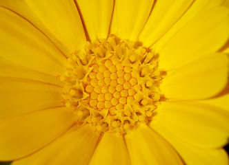 Image showing Yellow flower, macro