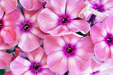 Image showing Pink flowers background