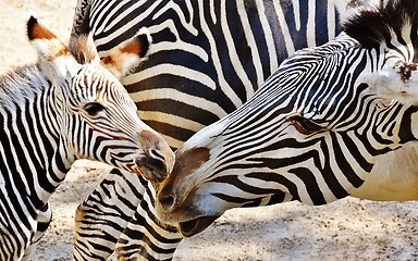 Image showing Zebra Mother and Calf