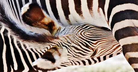 Image showing Zebra Mother and Calf