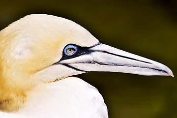 Image showing Portait of a Gannet