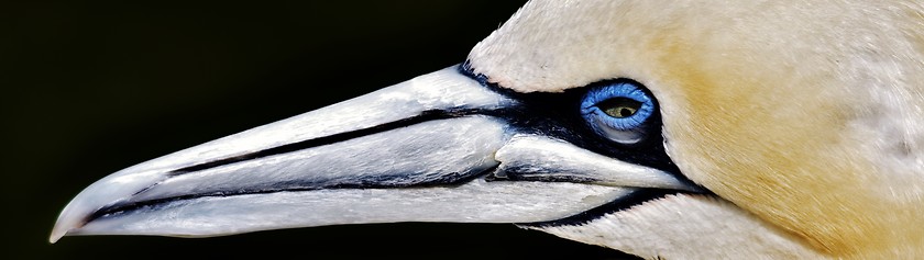 Image showing Portait of a Gannet