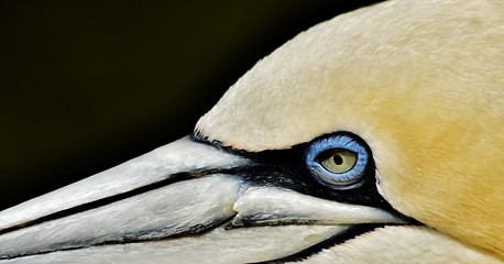 Image showing Portait of a Gannet