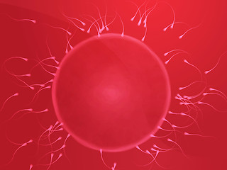 Image showing Egg fertilization illustration