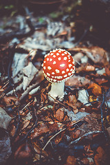 Image showing Amanita muscaria. fly agaric toadstool