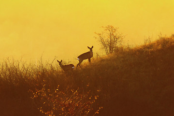 Image showing roe deers in orange light of dawn