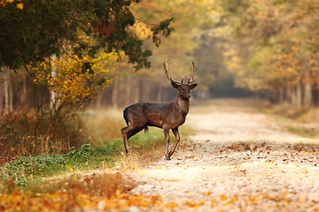 Image showing beautiful fallow deer stag in autumn woods