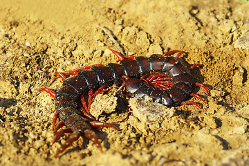 Image showing megarian banded centiped on the ground