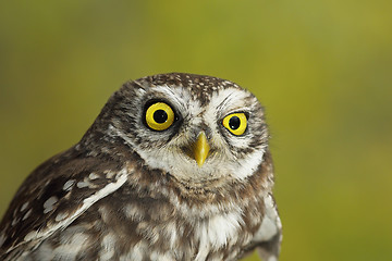 Image showing portrait of cute little owl