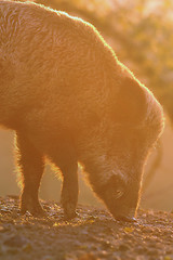 Image showing closeup of large wild boar at dawn