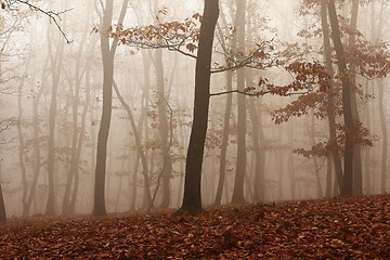 Image showing fog through the forest