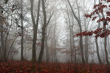 Image showing beautiful forest in misty morning