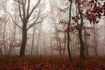 Image showing colorful forest in autumn season