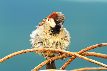 Image showing cute house sparrow male