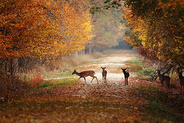 Image showing fallow deers in colorful autumn forest