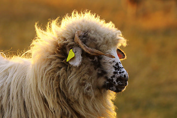 Image showing portrait of young white ram