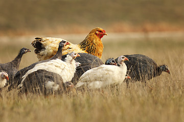 Image showing large brown hen with guinea fowls