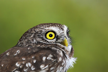 Image showing portrait of beautiful Athene noctua