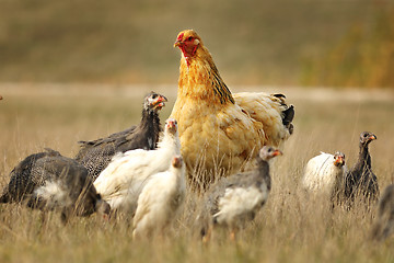 Image showing domestic hen with guineafowl flock
