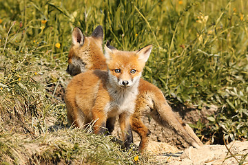 Image showing tiny european red fox cub