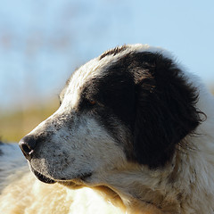 Image showing portrait of romanian shepherd dog