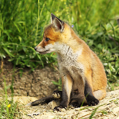 Image showing closeup of young red fox