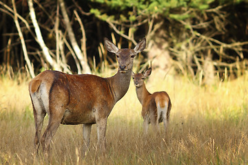 Image showing red deer doe with calf in natural habitat