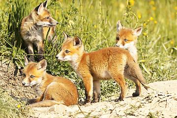 Image showing cute little red fox cubs in natural environment
