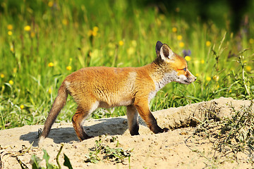Image showing cute young red fox 