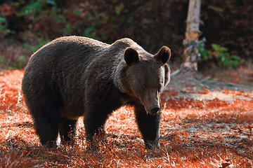 Image showing huge brown bear in the wild